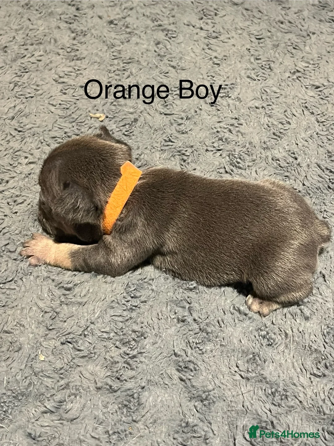 French Bulldog dogs for sale: DWKC Registered French Bulldog puppies for sale - Advert 36