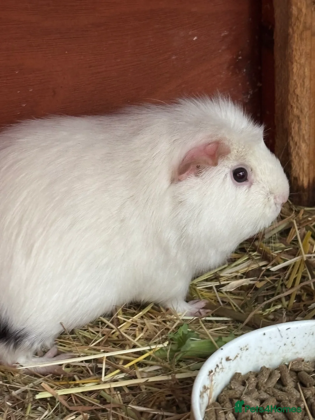Guinea Pig rodents for sale: Baby sow guinea pigs - Advert 2