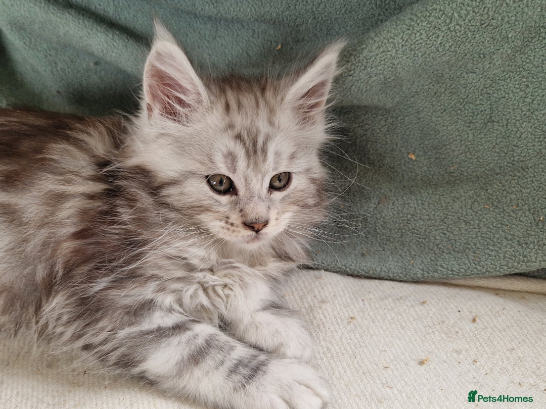 Maine Coon cats for sale: Beautiful maine coon kittens  - Image 19