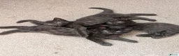 Mixed Breed cats for sale: Pure black kittens - Advert 6