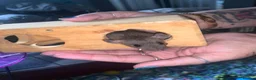 Rat rodents for sale: Dumbo Dwarf Rats - Advert 4