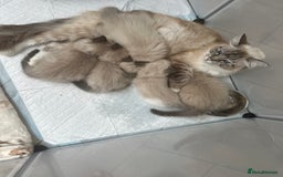 Ragdoll cats for sale: Ragdoll baby’s ready for forever homes  - Image 4