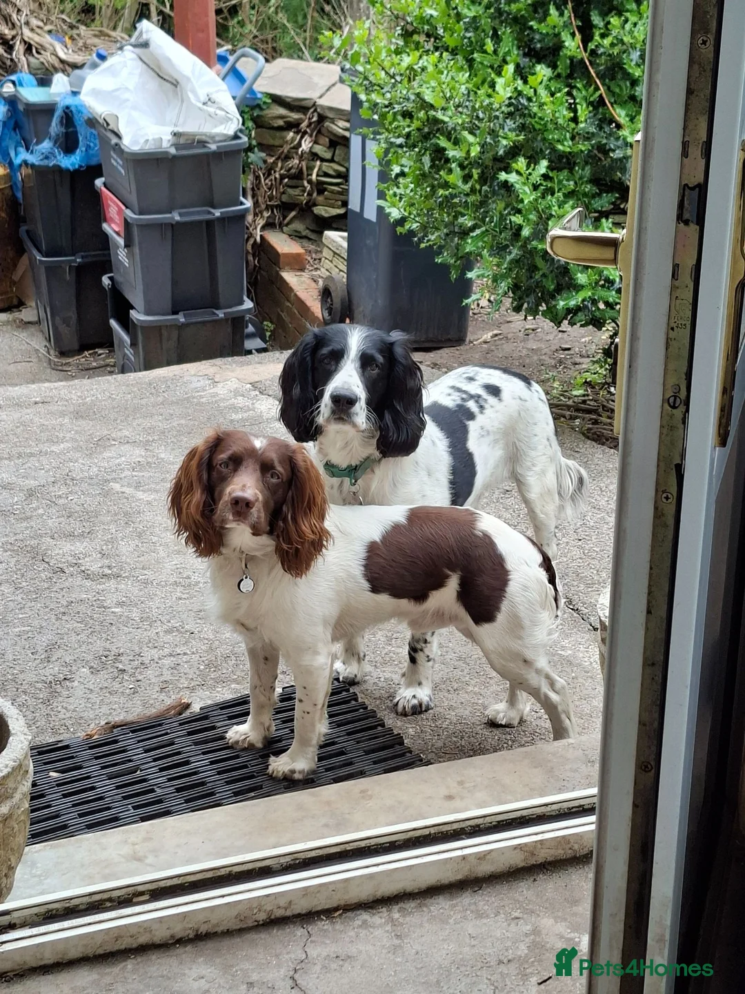 English Springer Spaniel dogs for stud: Liver/white KC registered springer stud - Advert 2