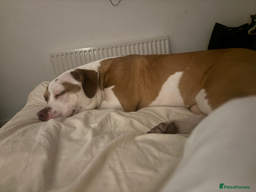American Bulldog dogs for sale: American bulldog 1 year old  - Image 6