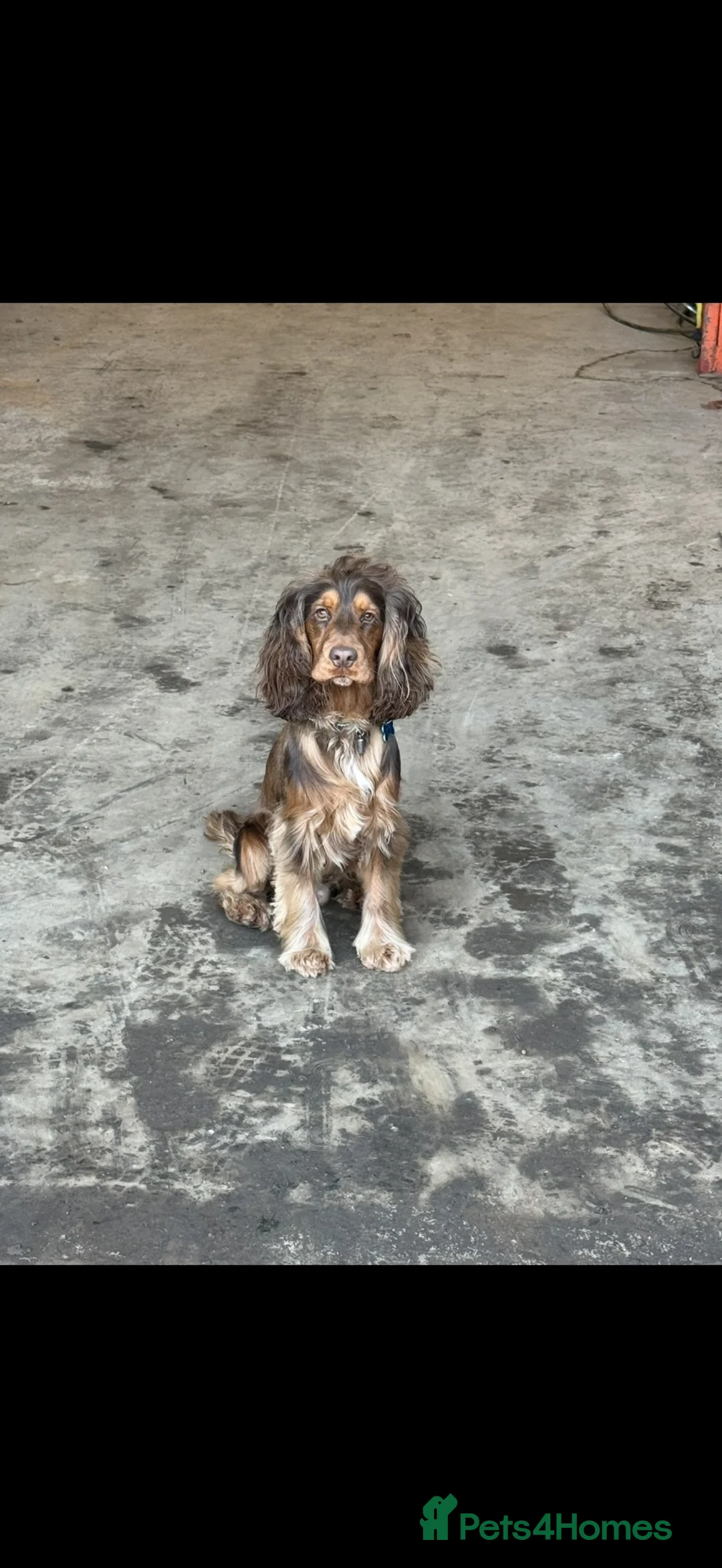 Cocker Spaniel dogs for stud: Harry  in Houghton le Spring - Advert 2