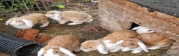 Dwarf Lop rabbits for sale: Friendly, lovely, laidback dwarf lop girls🐰🥰 - Advert 3
