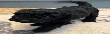Miniature Poodle 1