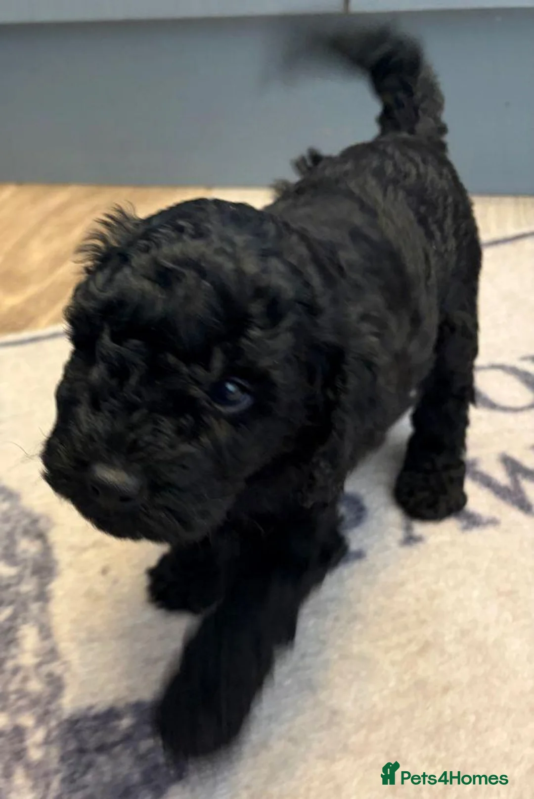 Miniature Poodle dogs for sale:  Miniature Poodle Hybrid Puppies for Sale in North Berwick - Advert 7