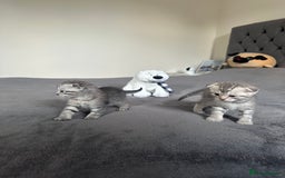 Scottish Fold cats for sale: Adorable playful scottish fold kittens  - Image 6