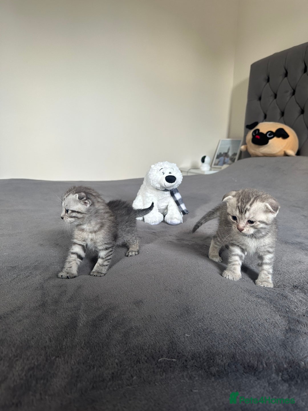 Scottish Fold cats for sale: Adorable playful scottish fold kittens  - Image 6