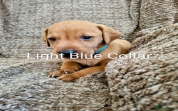 Hungarian Vizsla dogs for sale: Hungarian Vizsla x Fox Red Labrador Puppies - Image 7