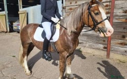 Welsh Section D horses for sale: 🌟 Gorgeous – Quality Welsh Section D – 14.2hh 🌟 - Image 8