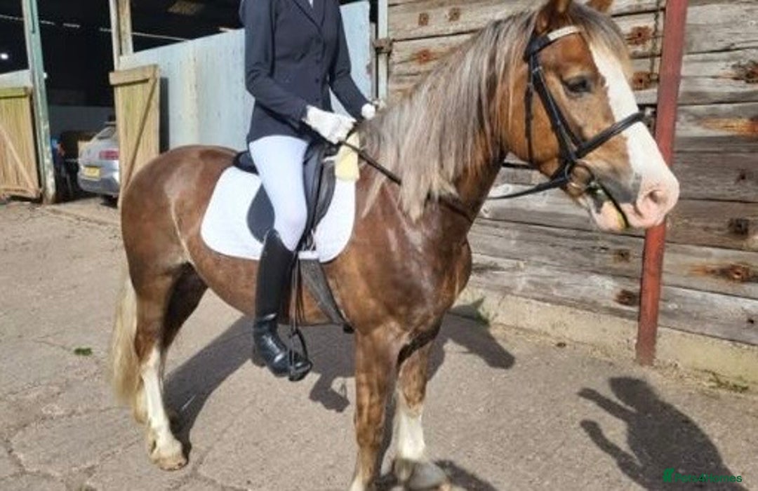 Welsh Section D horses for sale: 🌟 Gorgeous – Quality Welsh Section D – 14.2hh 🌟 - Image 8