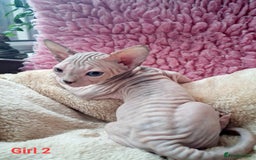 Sphynx cats for sale: Sphynx Kittens - Image 6