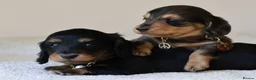 Miniature Dachshund dogs for sale: 5*Licensed+ LongHaired+KCreg+PraClear+Vetchecked - Advert 27