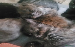 Ragdoll cats for sale: 1/2 Ragdoll 1/2 british Blue MIx Kittens - Image 4