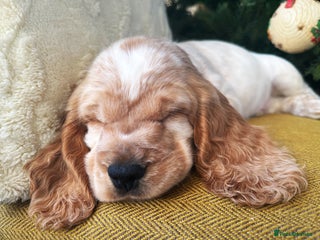 Cocker Spaniel dogs READY NOW Stunning cocker spaniel Boy KC reg 5⭐️ - Advert 12