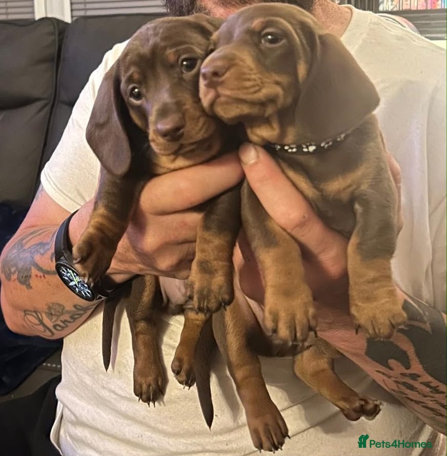 Miniature Dachshund dogs Beautiful Home raised Miniature Dachshunds - Advert 19