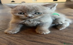 Scottish Fold cats for sale: Beautiful lilac Scottishfold straight ear kittens  - Image 30