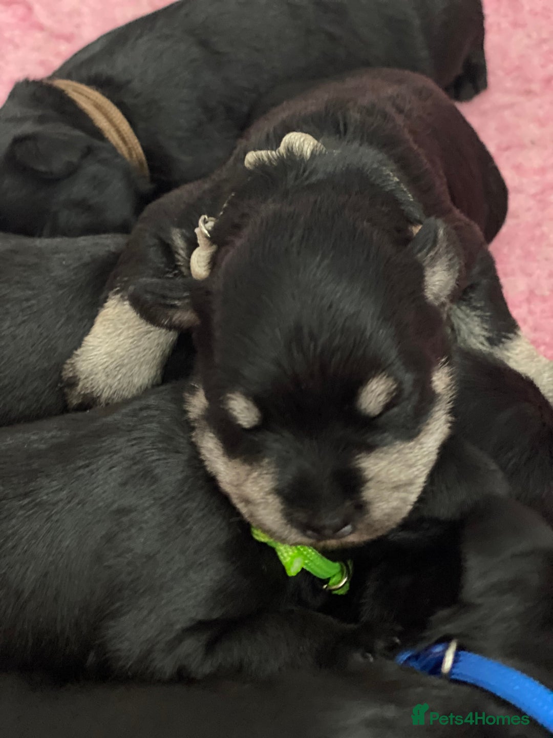 Miniature Schnauzer dogs for sale: 5*KC MINIATURE SCHNAUZER PUPPIES  - Advert 1