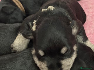 Miniature Schnauzer dogs 5*KC MINIATURE SCHNAUZER PUPPIES - Advert 7