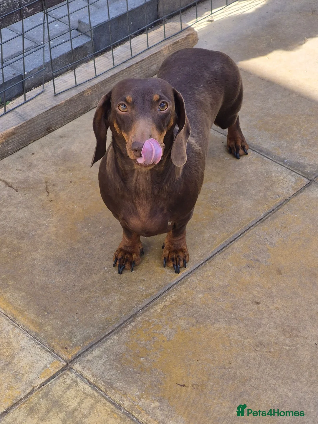 Miniature Dachshund dogs for sale: Darling wilma Looking for Her Retirement Home - Advert 2