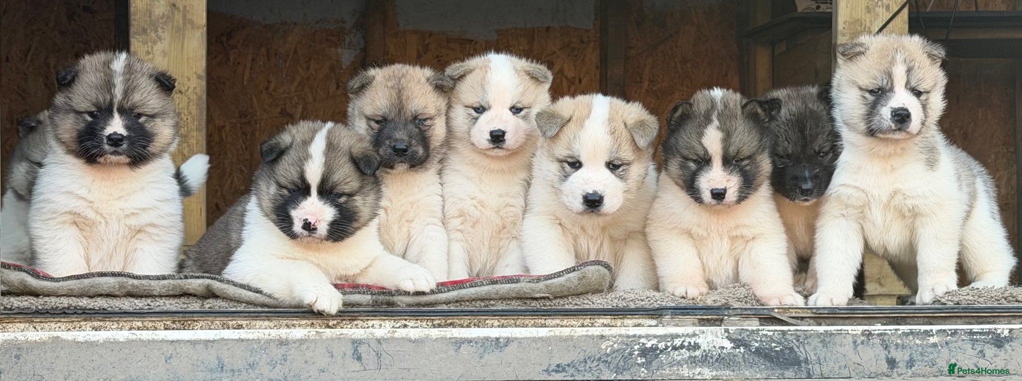 Mixed Breed dogs Stunning Akita puppies big fluffy family raised ❤️ - Advert 2