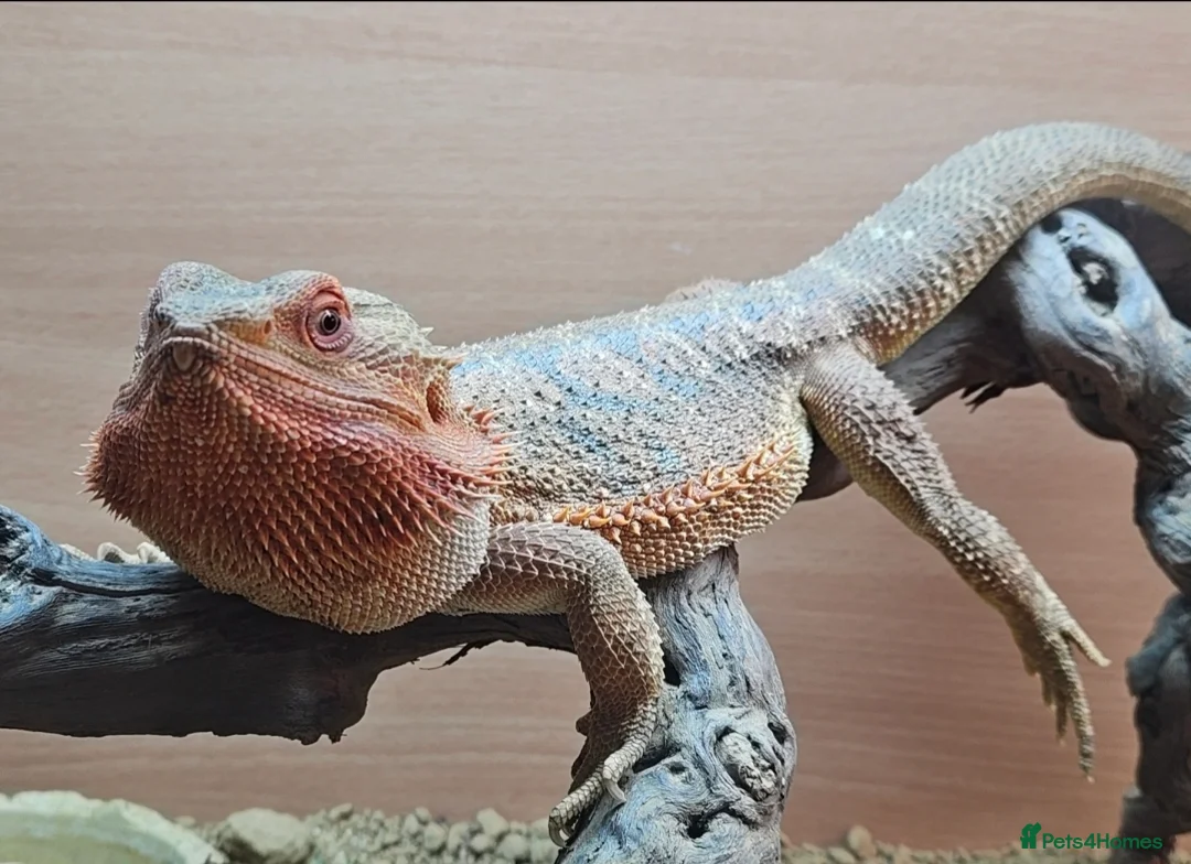 Mixed Breed reptiles for sale: Various reptiles - Advert 2