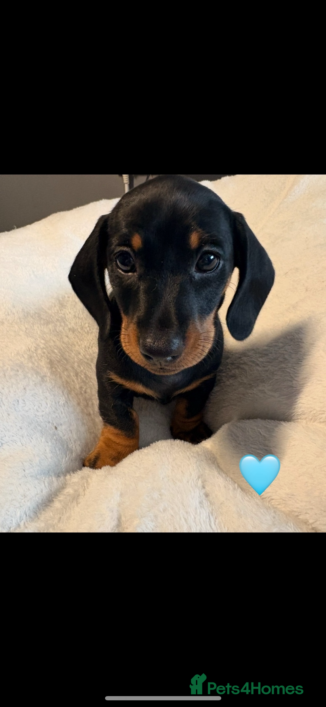 Dachshund dogs for sale: Miniature dachshunds puppies - Image 5