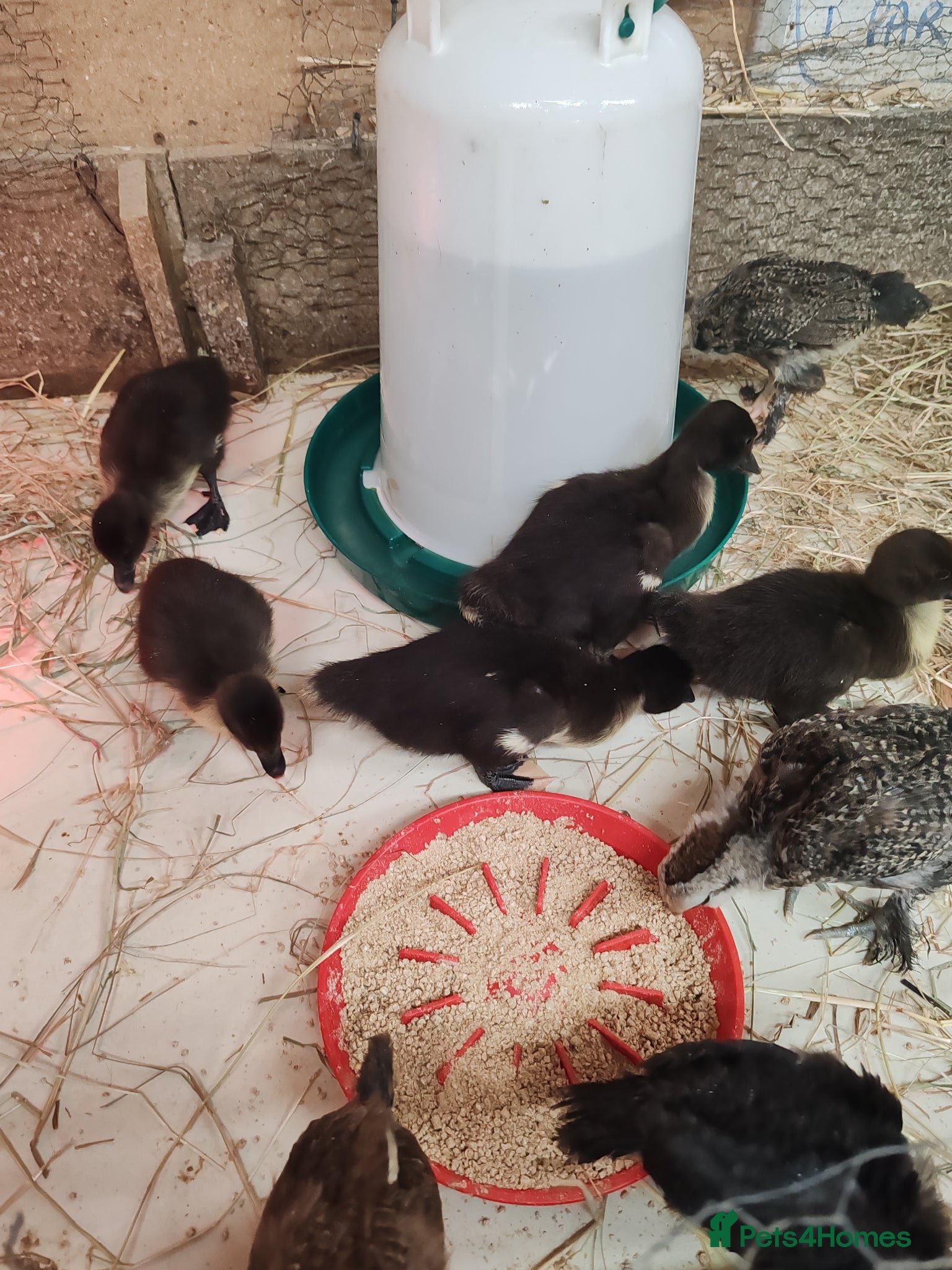 Ducks poultry Muscovy ducklings and chicks  - Advert 2