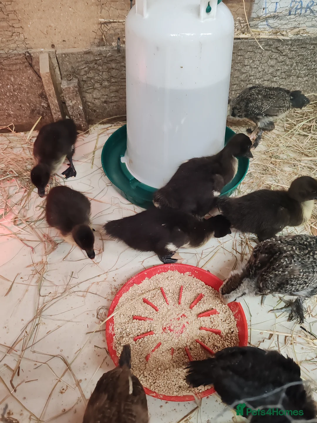 Ducks poultry for sale: Muscovy ducklings and chicks  - Advert 2