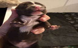 Mixed Breed dogs for sale: French bulldog/terrier cross  - Image 10
