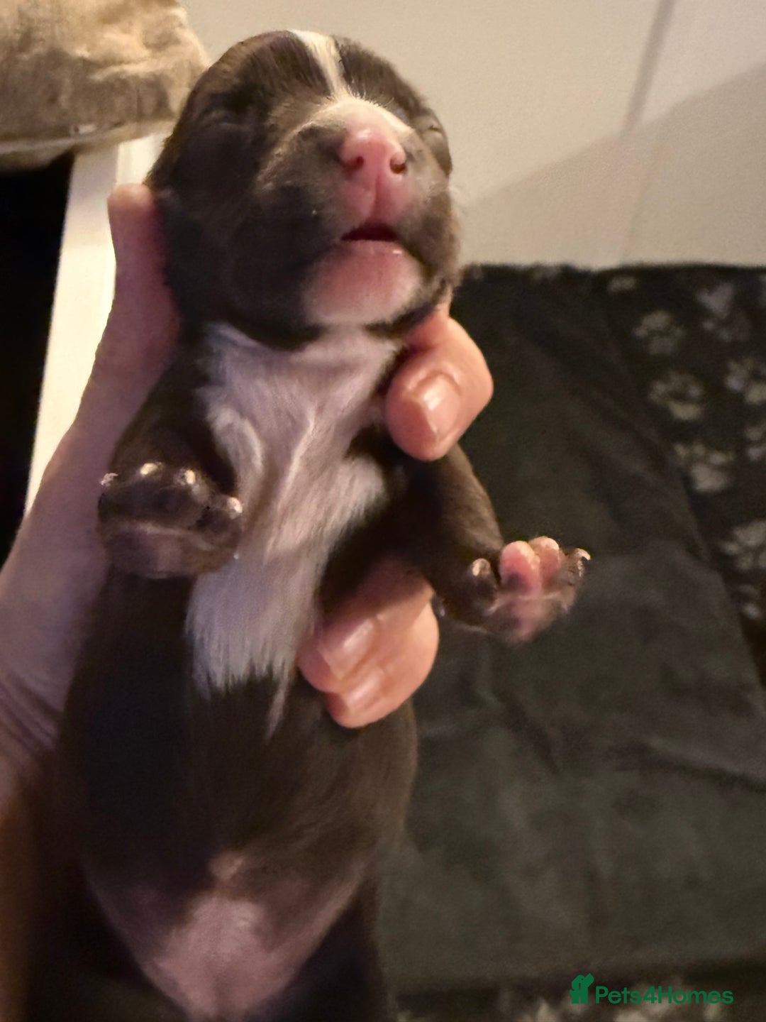 Mixed Breed dogs for sale: French bulldog/terrier cross  - Image 10