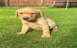 Labrador Retriever dogs for sale: Beautiful litter of KC labrador puppies  - Image 11