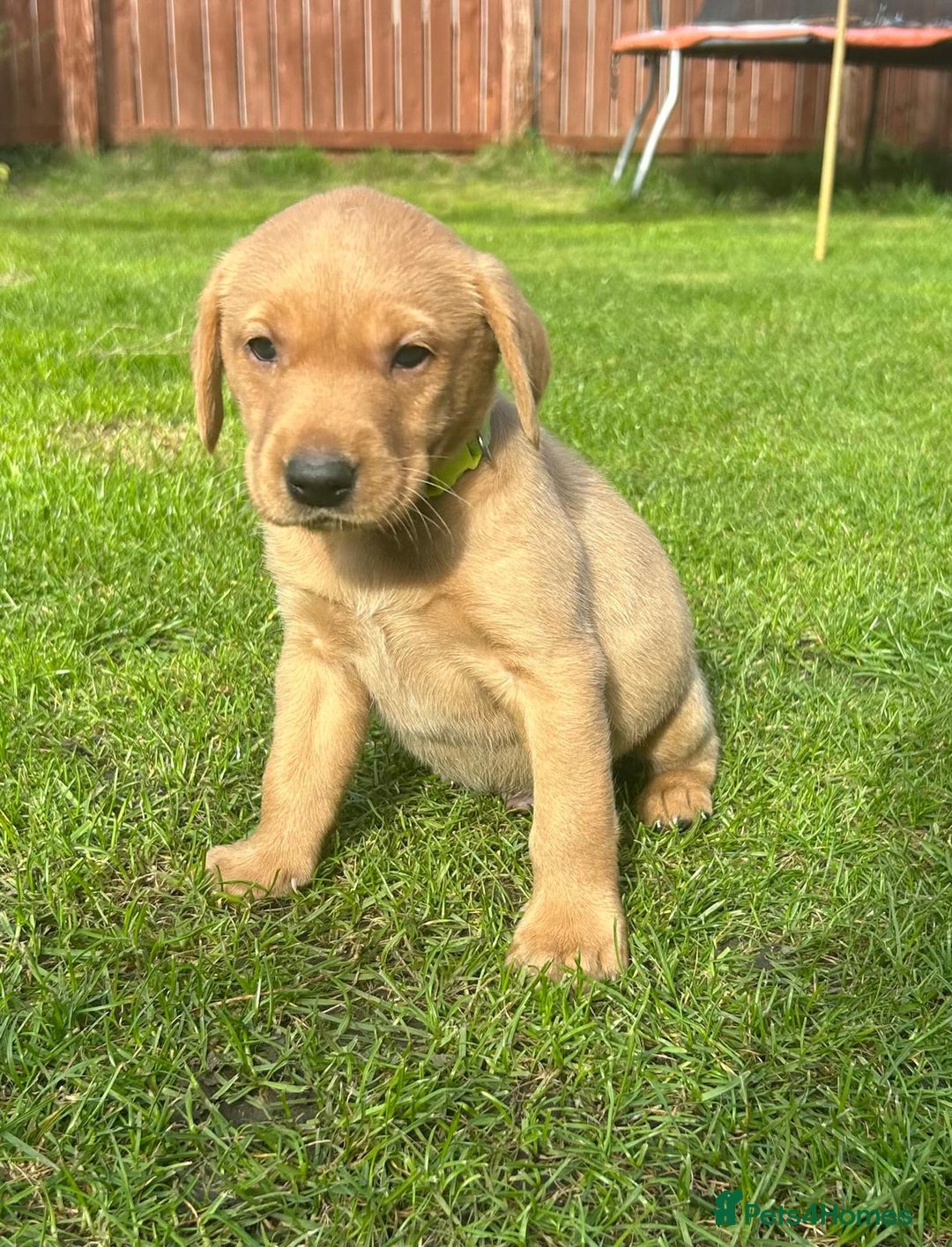 Labrador Retriever dogs for sale: Beautiful litter of KC labrador puppies  - Image 11