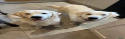 Golden Retriever dogs for sale: Our beautiful lady Harper is expecting puppies xx - Advert 7