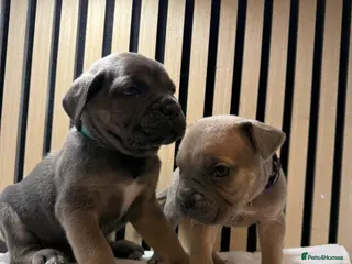 Cane Corso dogs ICF/ICCF Champion 6th GENERATION Cane Corso pups - Advert 16