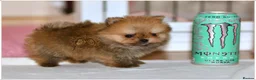 Pomeranian dogs for sale: SUPER TINY MINI POMERANIANS RKC - Advert 2
