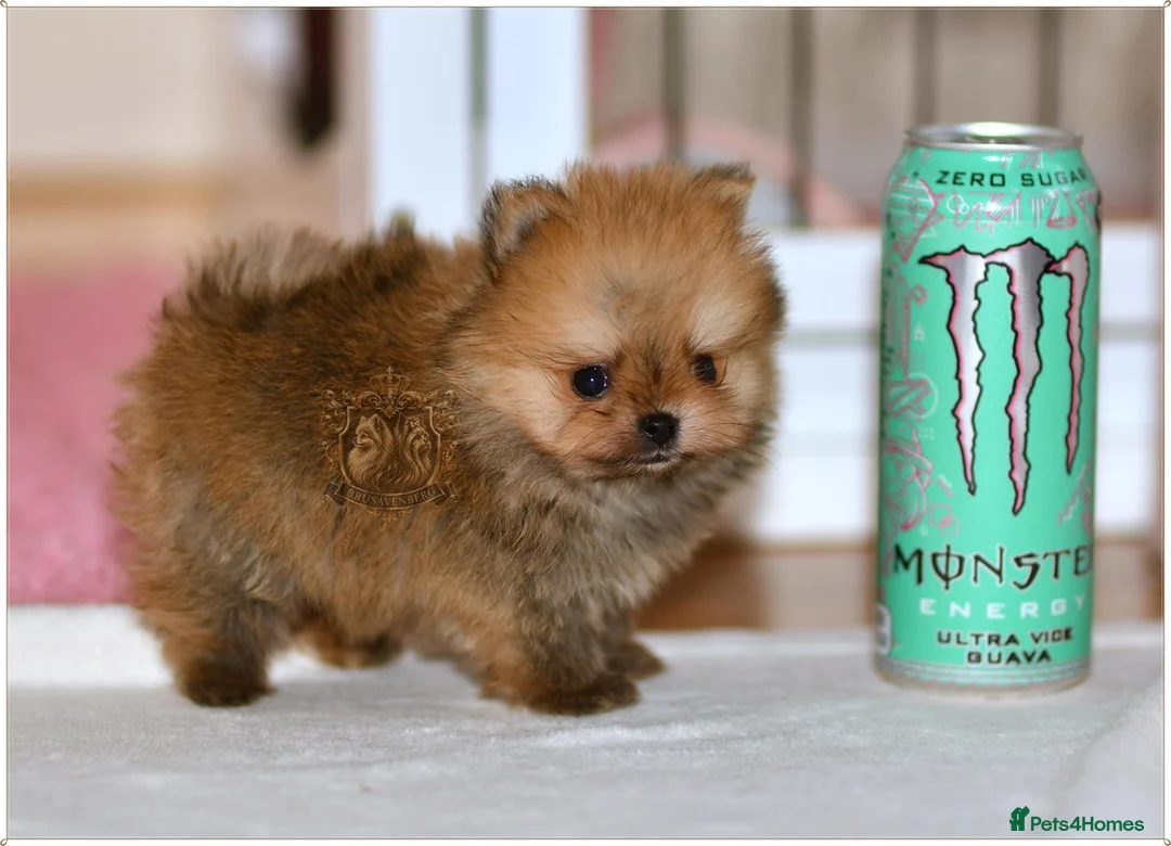 Pomeranian dogs for sale: SUPER TINY MINI POMERANIANS RKC - Advert 2