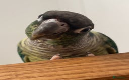 Conures birds for sale: Green Cheek Conure  - Advert 2