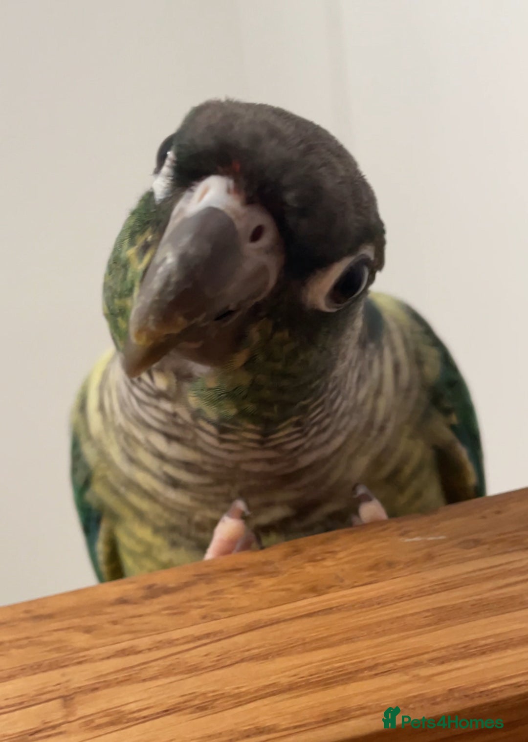 Conures birds for sale: Green Cheek Conure  - Advert 2