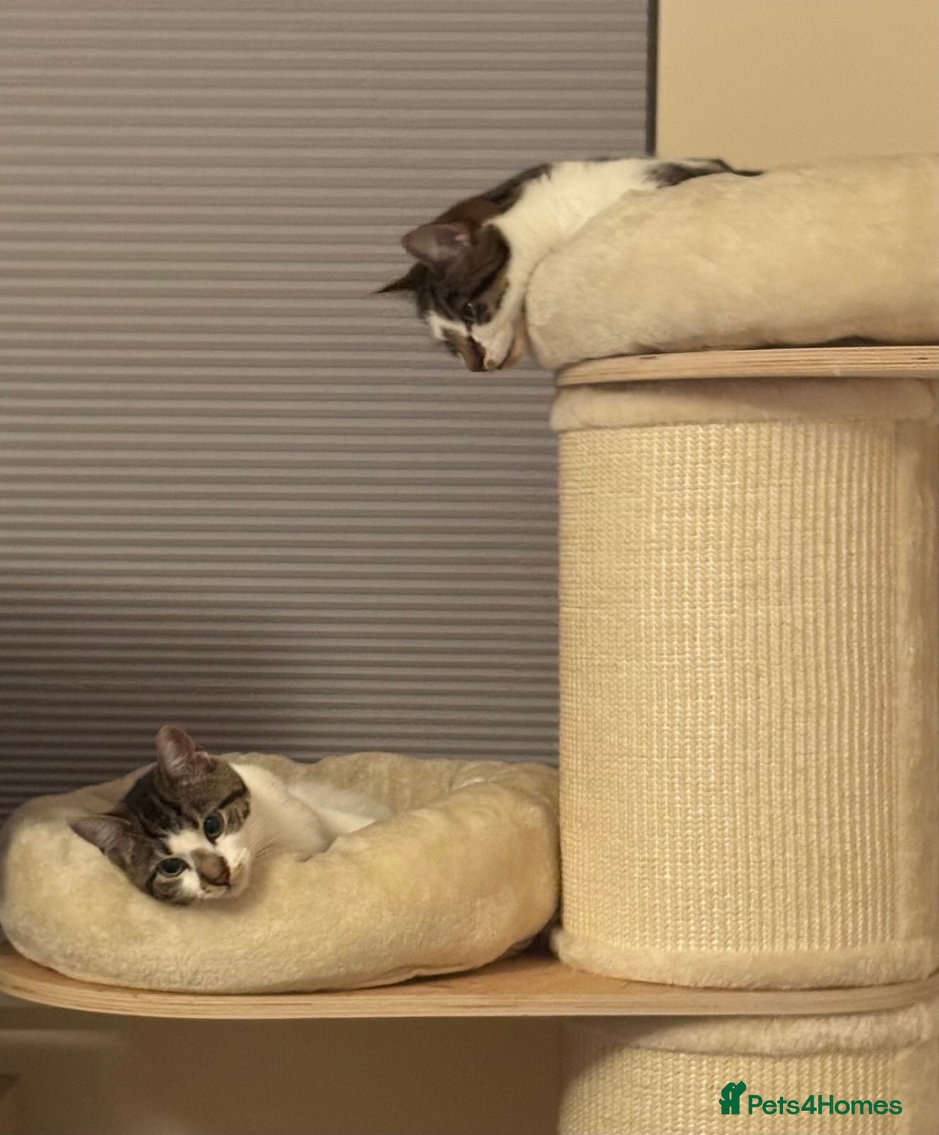 Domestic Shorthair cats Two Bonded Siblings for Sale - Advert 3