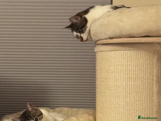 Domestic Shorthair cats Two Bonded Siblings for Sale - Advert 8