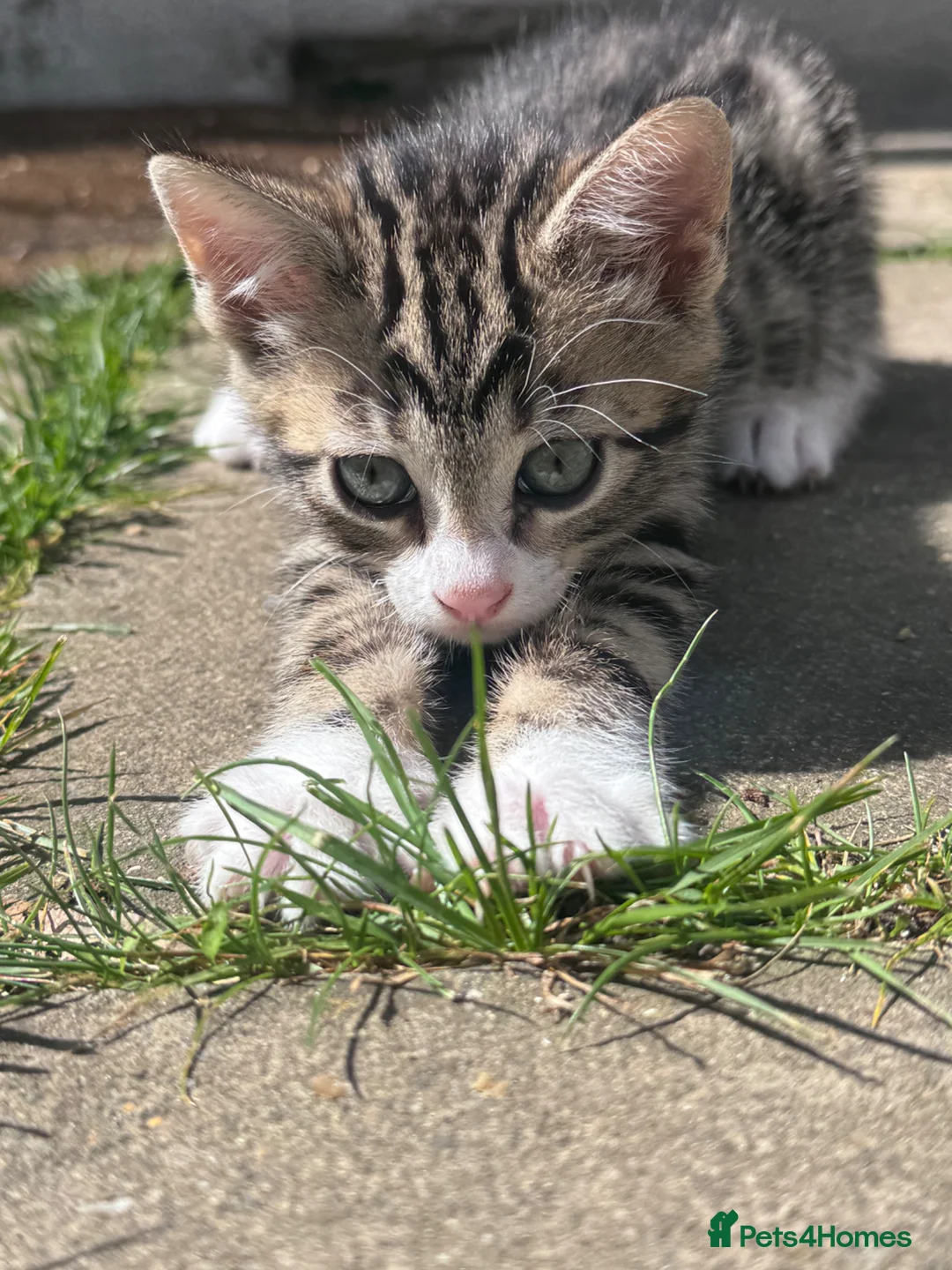 Mixed Breed cats for sale: Bengal x Norwegian Kittens - Advert 2