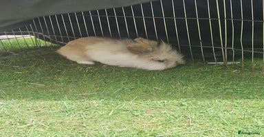 Lionhead rabbits - Advert 15