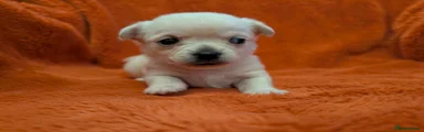 Mixed Breed Puppy 2