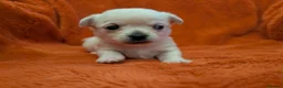 Mixed Breed dogs for sale: 3/4 Chihuahua puppies - 4 available! in Maidstone - Advert 2