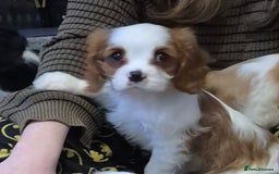 Cavalier King Charles Spaniel dogs for sale: Fully vaccinated & ready for his forever home - Advert 5