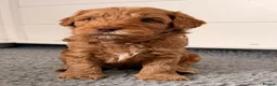 Australian Labradoodle dogs for sale: Australian Labradoodles Multigenerational  - Advert 25