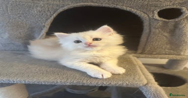 Mixed Breed cats Beautiful Perdoll Kittens🐾 TWO BOYS LEFT🩵🩵 - Advert 8